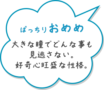 ぱっちりおめめ 大きな瞳でどんな事も見逃さない。好奇心旺盛な性格。