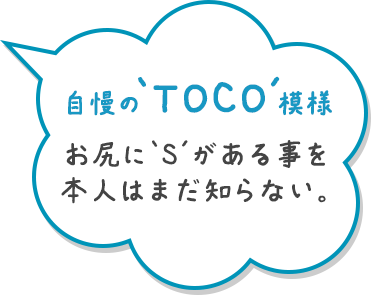 自慢の「TOCO」模様 お尻に「S」がある事を本人はまだ知らない。